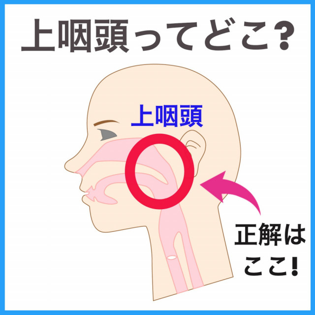 上咽頭の場所を図解